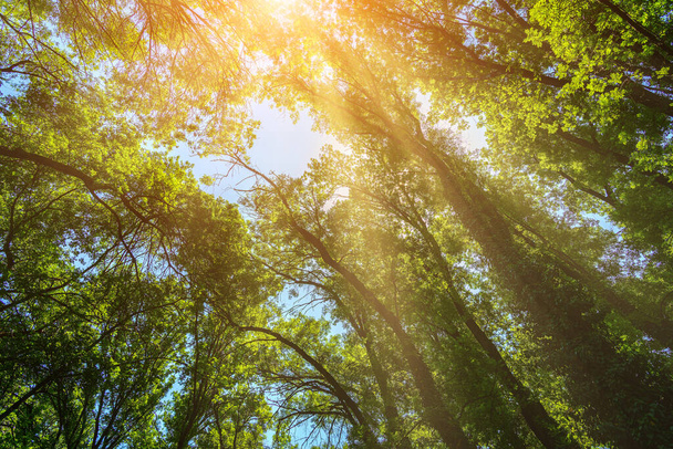Солнечные лучи прорываются сквозь ветви и листья деревьев в солнечный день в ботаническом саду летом. - Фото, изображение