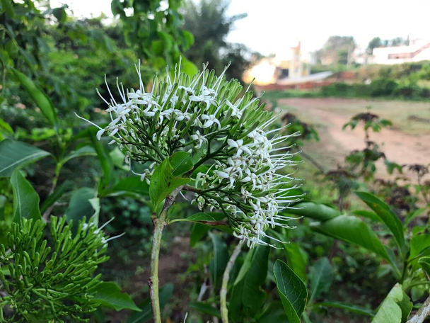 Closeup of beautiful white color Indian wild and ornamental flower Pavetta indica or pellet shrub plant - Photo, Image