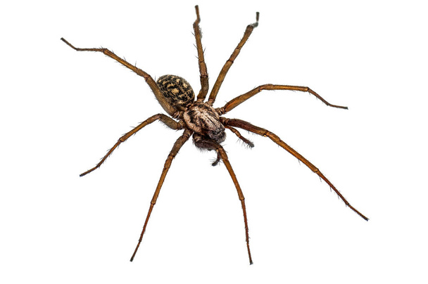 Beyaz arka plan üzerinde izole canlı örümcek - Fotoğraf, Görsel