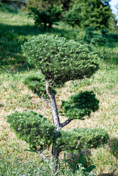 Majestic Pines. Photo of beautiful pine. - Foto, Imagem