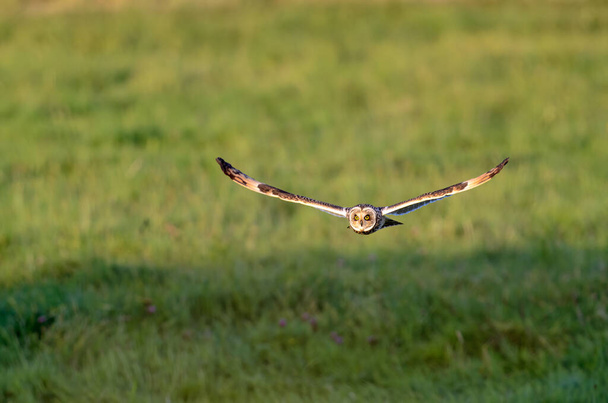 Short Eared Owl, Asio Flammeus, hunting. - Foto, imagen
