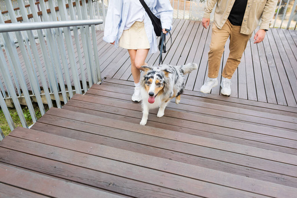 Two people walking their aussie dog, walking up wooden steps in park. Active australian shepherd dog walking on a leash in urban park area - Fotó, kép