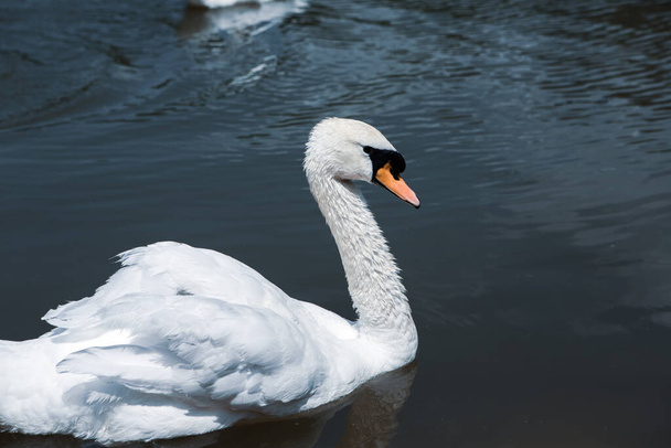 Красивые белые лебеди, купающиеся на озере в парке. - Фото, изображение