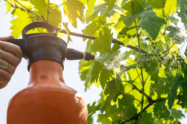 Ψεκάζουν φυτά σταφυλιού στο Βίνγιαρντ. Εργασίες φυτοπροστασίας στο Vineyard, Chemical Spraying Young Grapes Leaves. - Φωτογραφία, εικόνα