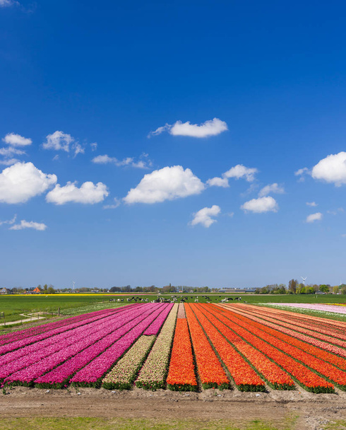 Campo de tulipas perto de Alkmaar, Países Baixos - Foto, Imagem