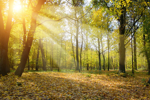 Rays of sun in autumn park - Fotoğraf, Görsel
