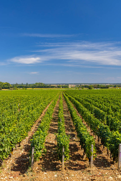 Typical vineyards near Clos de Vougeot, Cote de Nuits, Burgundy, France - Photo, Image