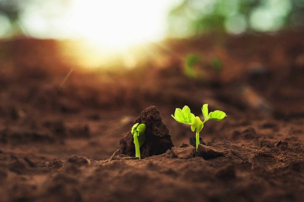 The growth of plants on the soil that has soft sunlight in the morning. - Fotoğraf, Görsel