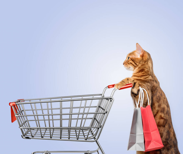 Cat with a shopping cart on a colored background. Copy space. - Fotoğraf, Görsel