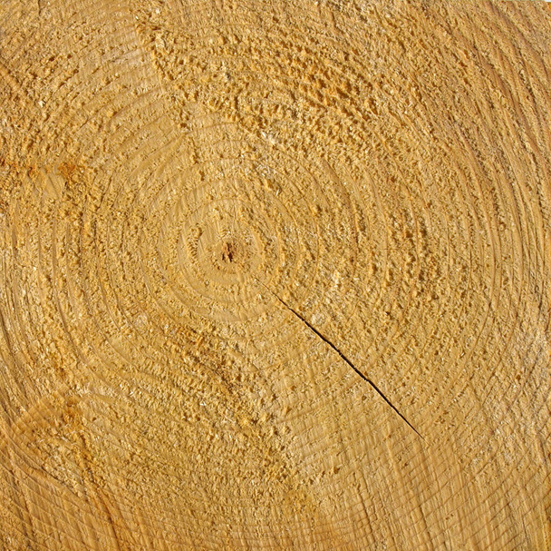 Estilo industrial Sección transversal de madera con anillos de crecimiento anuales - Foto, Imagen
