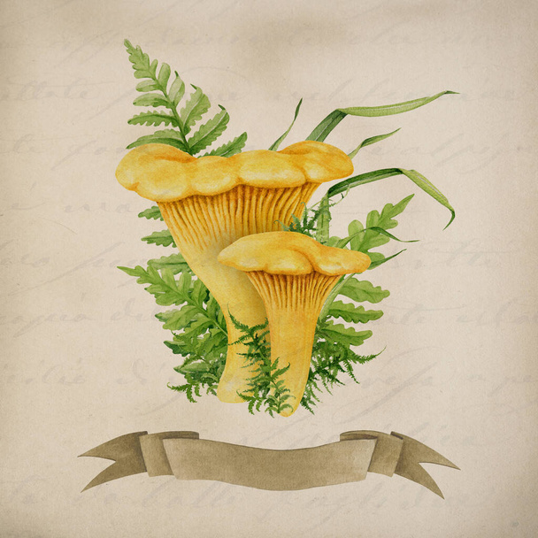 Chanterelle forest mushroom vintage style decor. Watercolor illustration. Hand drawn Cantharellus cibarius image. Chanterelle wild forest mushroom group botanical image. Nature decor element. - Photo, Image