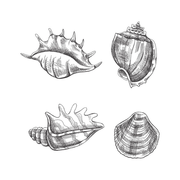 Seashells,  ammonite vector set. Hand drawn sketch illustration. Collection of realistic sketches of various molluscs sea shells of various shapes isolated on white background. - Вектор, зображення