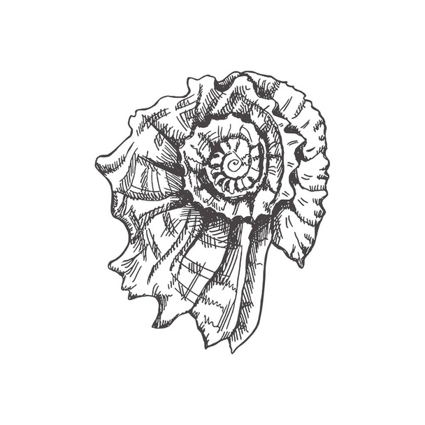 Hand drawn sketch of  prehistoric ammonite, seashell. Sketch style vector illustration isolated on white background.	 - Vetor, Imagem