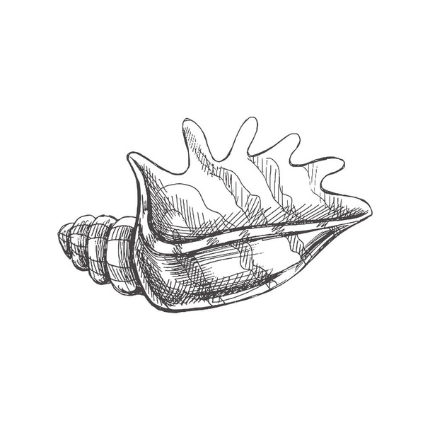Hand drawn sketch of seashell, clam, conch. Scallop sea shell, sketch style vector illustration isolated on white background.	 - Vektor, kép