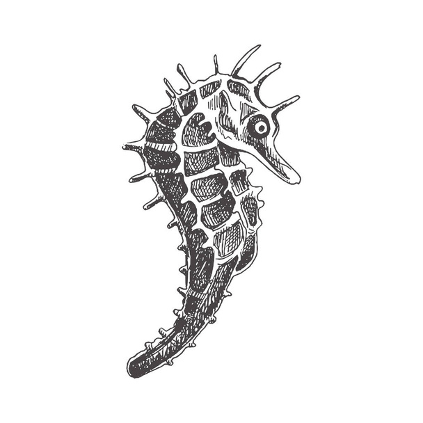 Hand drawn sketch of seahorse. Vector aquatic monochrome  illustration isolated on white background.	 - Vetor, Imagem