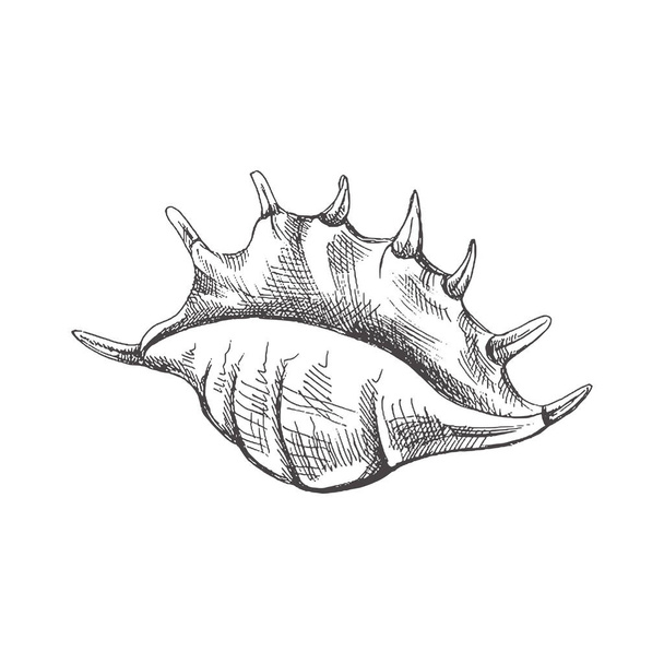 Hand drawn sketch of seashell, clam, conch. Scallop sea shell, sketch style vector illustration isolated on white background.	 - ベクター画像