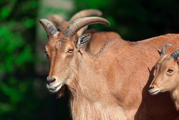 Barbary Sheep . Portrait of adult and young animals. Ammotragus Aries horny animals - Photo, Image