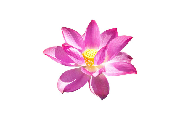 Ροζ λουλούδι Lotus απομονώνονται σε λευκό φόντο. Έννοια της φύσης Για σχεδιασμό και συναρμολόγηση διαφημίσεων. Το αρχείο περιέχει με τη διαδρομή αποκοπής τόσο εύκολη στην εργασία. - Φωτογραφία, εικόνα