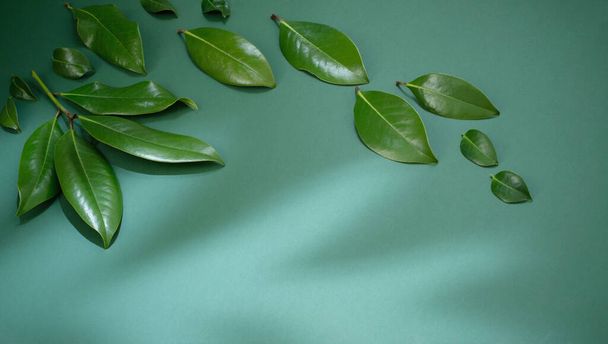 тропические зеленые листья на зеленом фоне - Фото, изображение
