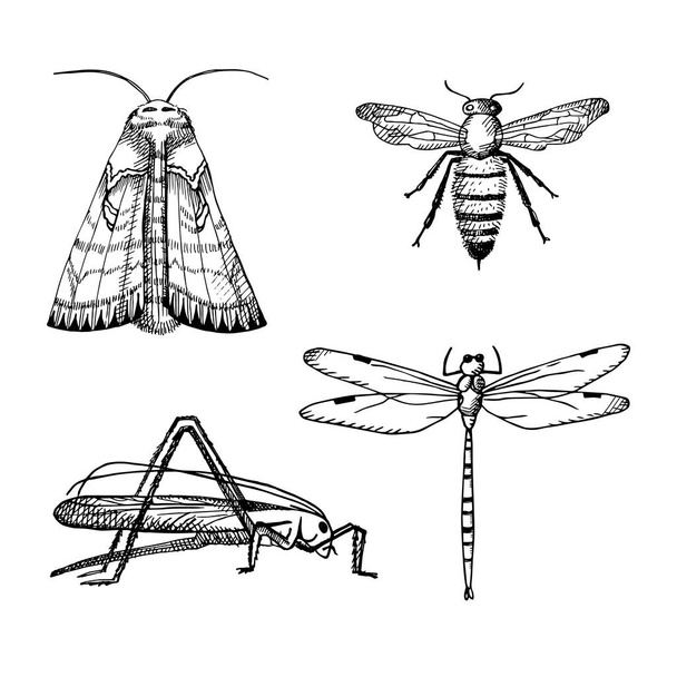 Insects illustration with grasshopper, moth, bee, dragonfly on isolated white background.Black and white doodle. Hand drawn design element - Vecteur, image