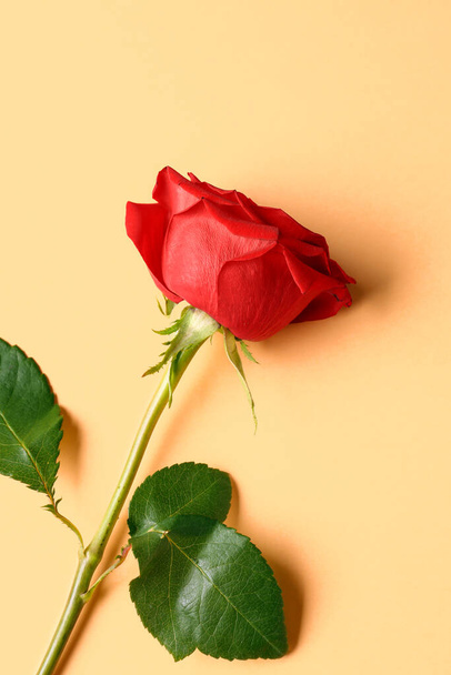 Όμορφο κόκκινο τριαντάφυλλο σε πορτοκαλί φόντο - Φωτογραφία, εικόνα