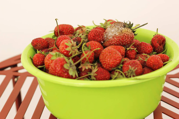 Green bowl full of red strawberries with a moldy one on the top. Rot of berries in summer. Bad conditions of fruit concept. - Photo, Image