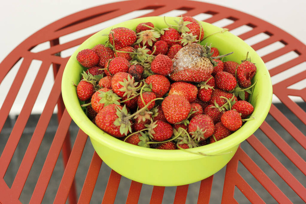 Bol vert rempli de fraises rouges avec un mousseux sur le dessus. Pourriture des baies en été. Mauvais état du concept de fruit. - Photo, image