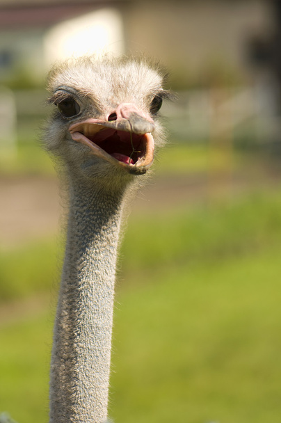 Struthio camelus - Foto, Bild