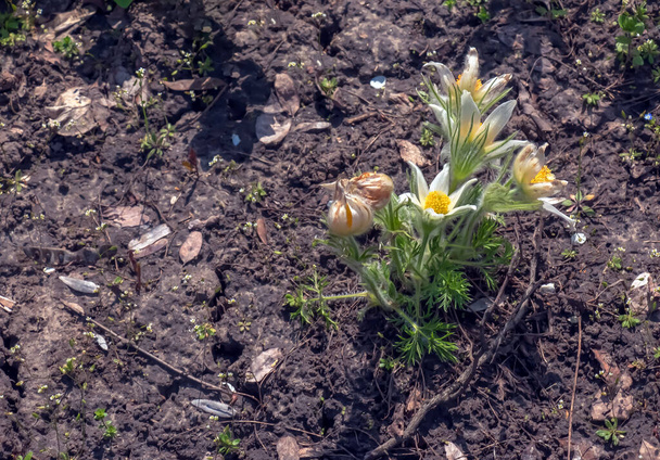 Bellissima Pulsatilla vulgaris in giardino in primavera. Pulsatilla vulgaris, pasqueflower, è una specie di pianta da fiore appartenente alla famiglia delle Ranunculaceae. - Foto, immagini