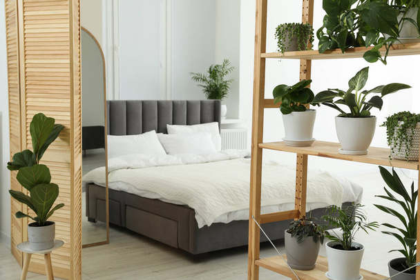 Stijlvolle kamer met verschillende potplanten op de planken en comfortabel bed - Foto, afbeelding