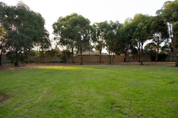 Konsystencja tła pustego trawnika z kilkoma australijskimi drzewami gumy Eukaliptus i drewnianymi płotami domów podmiejskich z tyłu. Publiczny plac w miejscowy park mieszkalny-miejski. - Zdjęcie, obraz