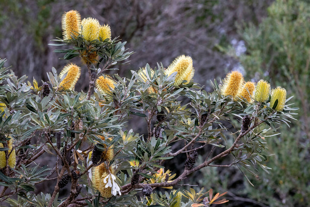 Coast Banksia Tree in flower - Photo, Image