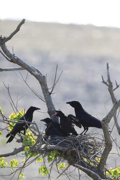 Carrion crow (Corvus corone orientalis) nesting in Japan - Photo, Image