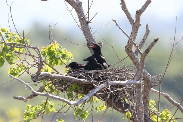 Carrion crow (Corvus corone orientalis) nesting in Japan - Photo, Image