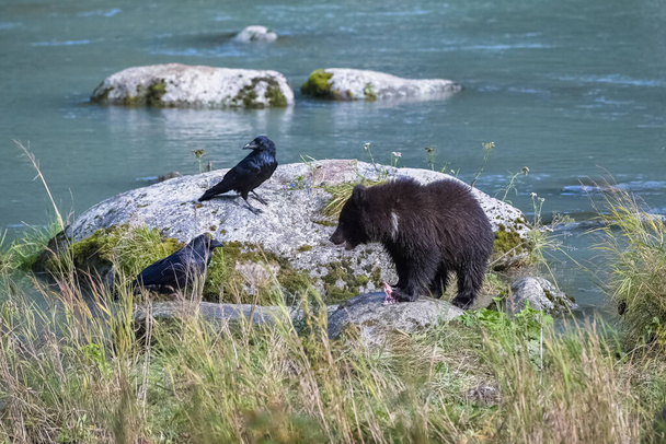 A young grizzly bear fishing salmon in the river in Alaska in fall, with a crow - Photo, Image