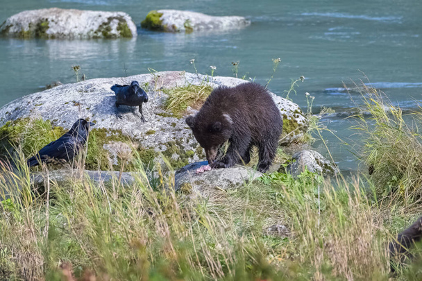 A young grizzly bear fishing salmon in the river in Alaska in fall, with a crow - Photo, Image