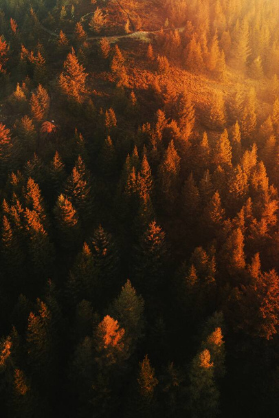 Widok drona parku Whinlatter Forest w Lake District w Anglii - Zdjęcie, obraz