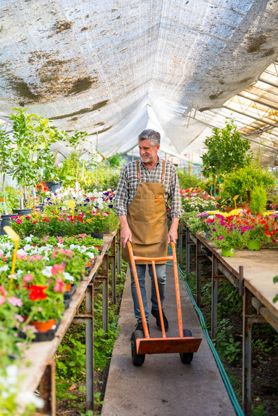 Elderly gardener working in a nursery inside the flower greenhouse with a wheelbarrow - Foto, immagini