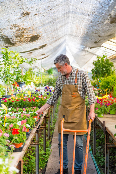 Elderly gardener working in a nursery inside the flower greenhouse smiling with a wheelbarrow - 写真・画像