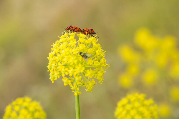 Two Graphosoma lineatum insects mating in umbels of yellow flowers of herbaceous plants of the family apiaceae - Photo, Image