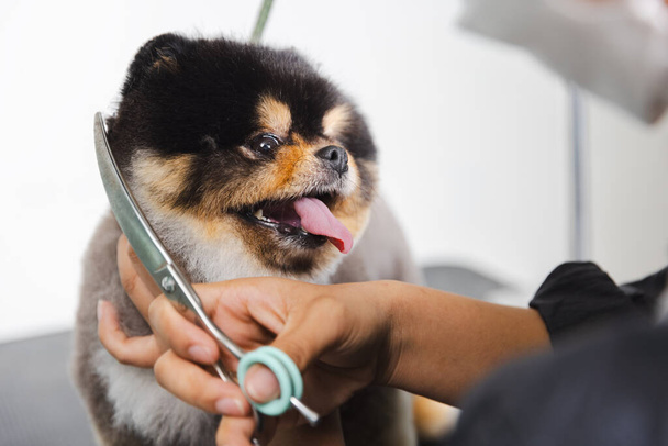 Pies dostaje strzyżenie w Pet Spa Grooming Salon.Pies jest przycięty nożyczkami.Koncepcja opieki nad zwierzętami. - Zdjęcie, obraz