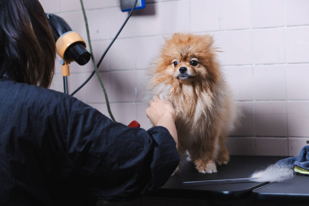 Um cão bonito na mesa para arrumar no salão de beleza para cães. Mulher groomer secagem pele do cão com um secador de cabelo profissional. - Foto, Imagem
