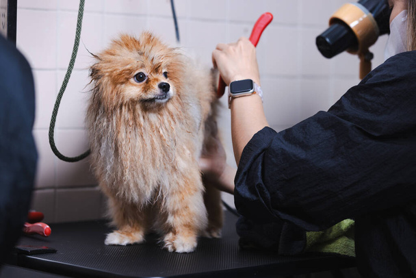 Ein süßer Hund auf dem Tisch zur Pflege im Schönheitssalon für Hunde. Pflegerin trocknet Hundefell mit einem professionellen Haartrockner. - Foto, Bild