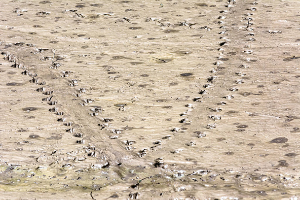 Piste di uccelli sulla sabbia della spiaggia, nella riserva naturale del delta del fiume Llobregat, Barcellona, Spagna - Foto, immagini