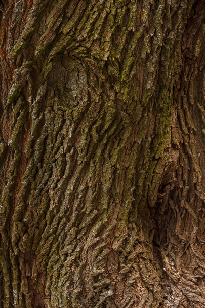 Maple bark. Texture. Background. Close-up - Photo, image