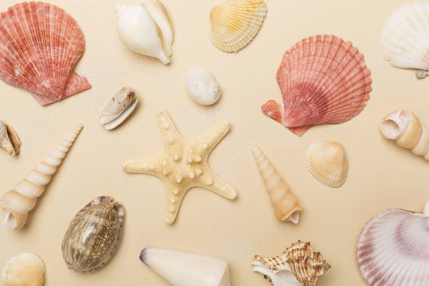 Sea shells on color background, top view - Photo, Image