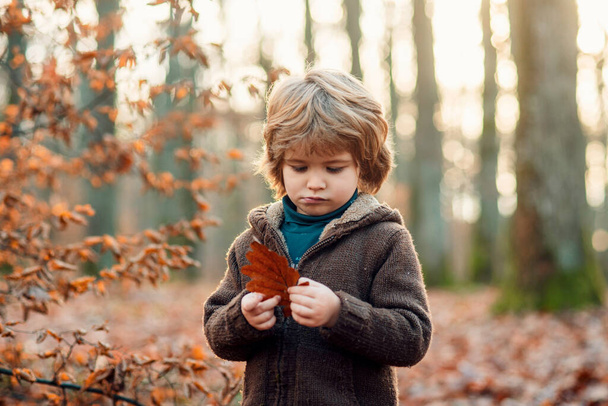 Kid on a walk at autumn forest - Foto, afbeelding