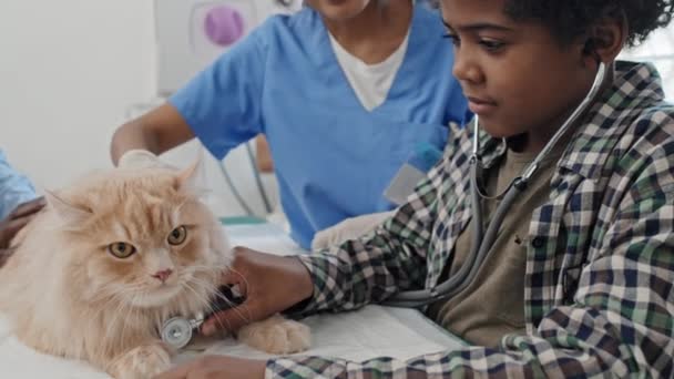 Niño afroamericano escuchando latidos del corazón de su gato durante el examen médico junto con el veterinario - Imágenes, Vídeo