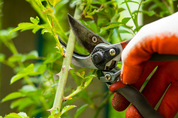 Gardener pruning trees with pruning shears on nature background - Foto, Bild