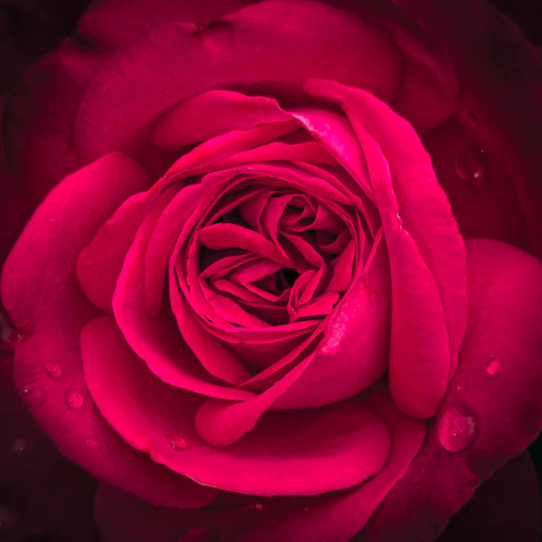  zavřít makro červené růže. růžové listy s vodou, mělká hloubka pole - Fotografie, Obrázek